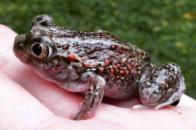 plains spadefoot toad in hand