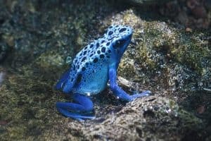 15 Interesting Facts About Poison Dart Frogs