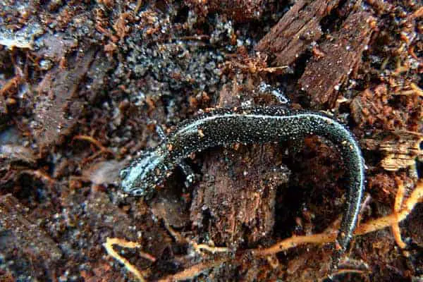 Ravine salamander