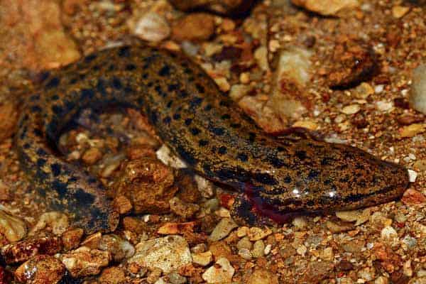 13 Types Of Salamanders In Georgia Pictures The Critter Hideout