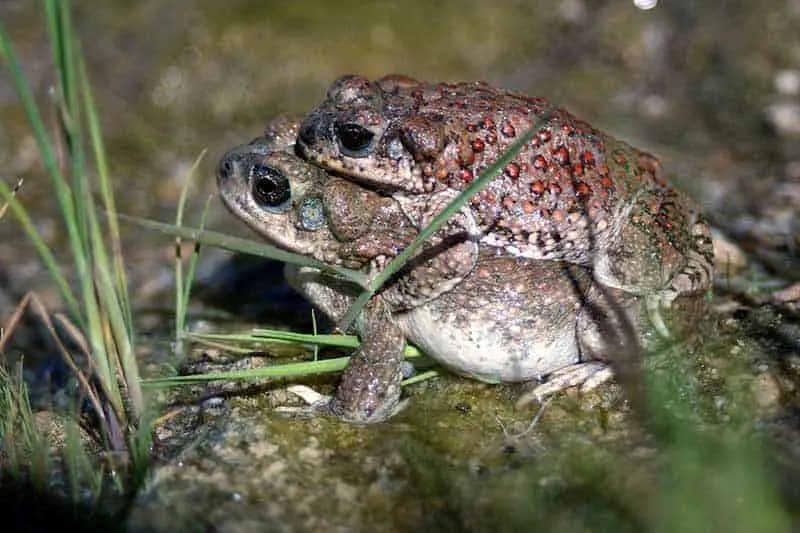 Red spotted toads