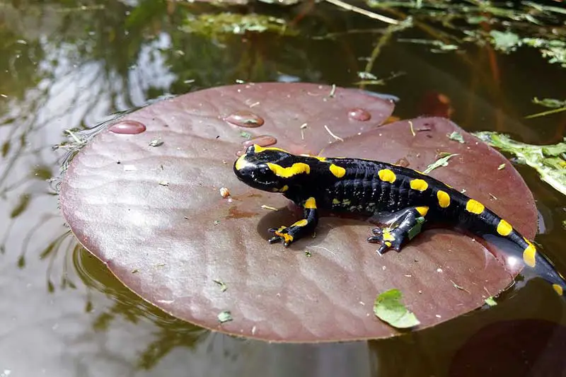spotted salamander on lilypad