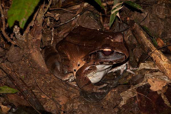 Smoky jungle frog