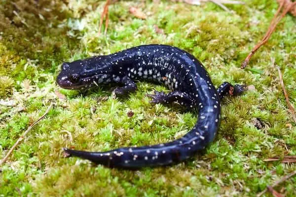 Southeastern Slimy Salamander