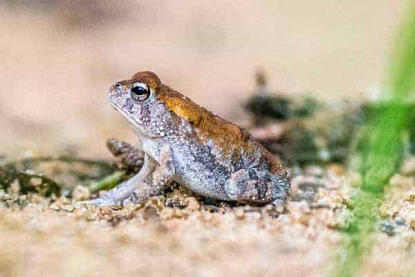 Southern toad