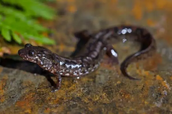 Spotted Dusky Salamander on wild