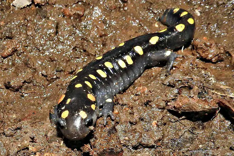 Spotted salamander