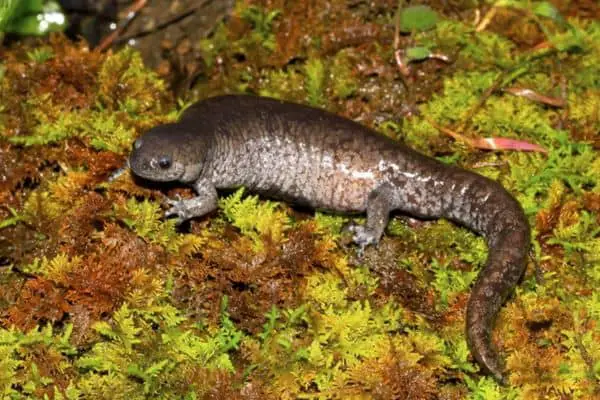 Streamside salamander on plants