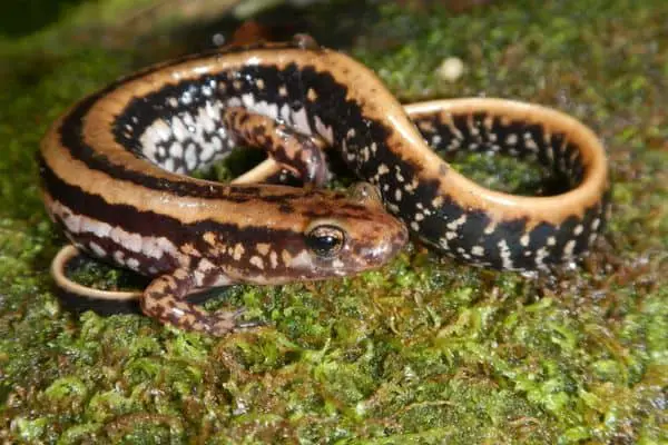 Three lined Salamander on a mossy surface