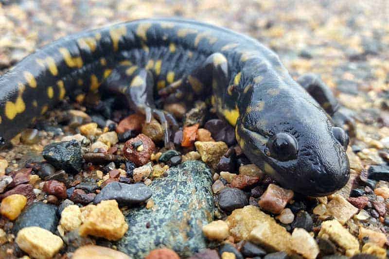 Tiger salamander