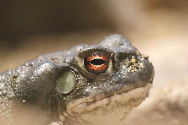 Sonoran desert toad