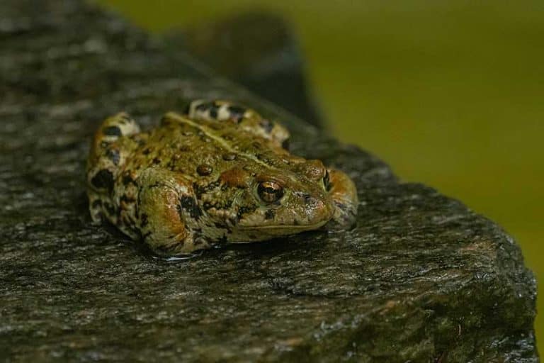 Do Frogs Give You Warts? - The Critter Hideout