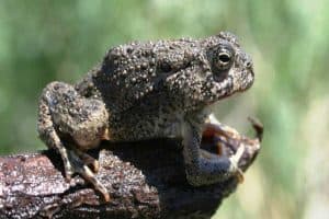 12 Different Toads in Arizona (With Pictures)