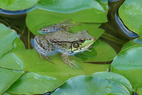 Bullfrog on a lily pad