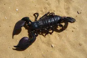 19 AWESOME Facts About Scorpions 