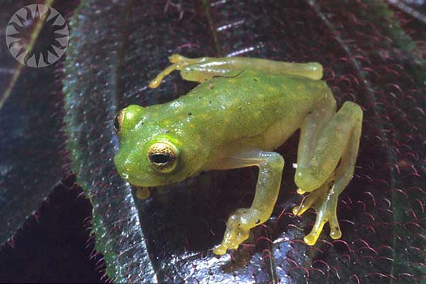 Glass frog