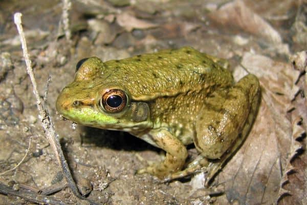 Green frog on a muddy surface