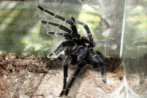 Top 5 Best Tarantula Enclosures (Buying Guide)