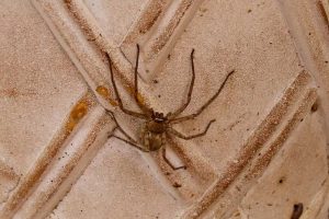 9 Spiders with Long Legs (Pictures)
