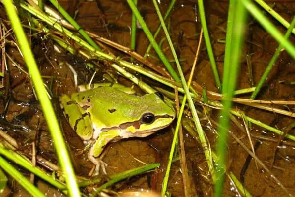 Mountain tree frog on wetland