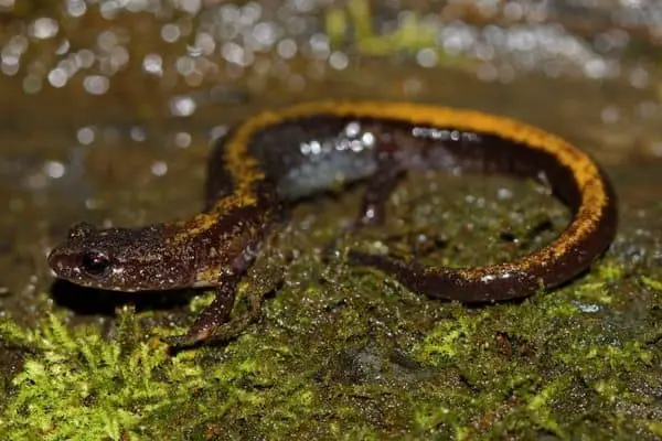 Ozark zigzag salamander
