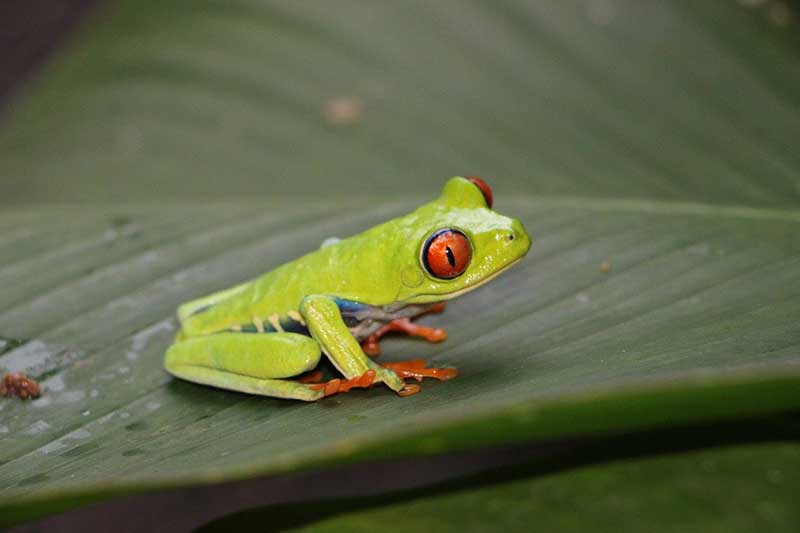 Red-eyed tree frog