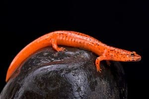Top 5 Best Salamander Terrarium Options