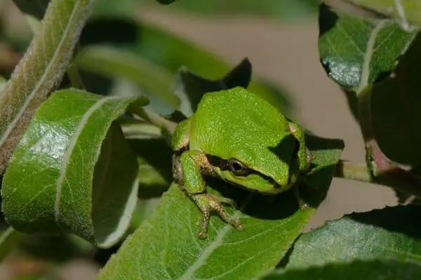 Sierran chorus frog on plants