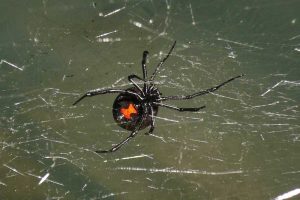 8 Spiders That Look Like Black Widows (Pictures)