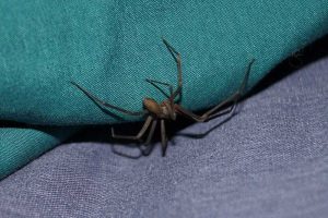 7 Spiders That Look Like a Brown Recluse (Pictures)