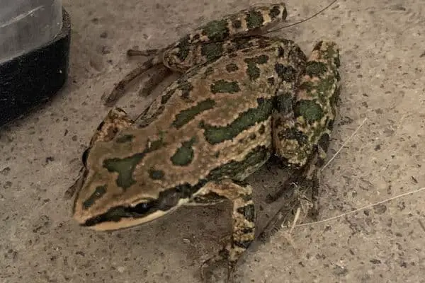 Spotted chorus frog on the ground