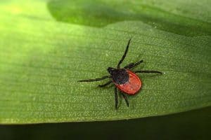 5 Common Ticks in Michigan (With Pictures)