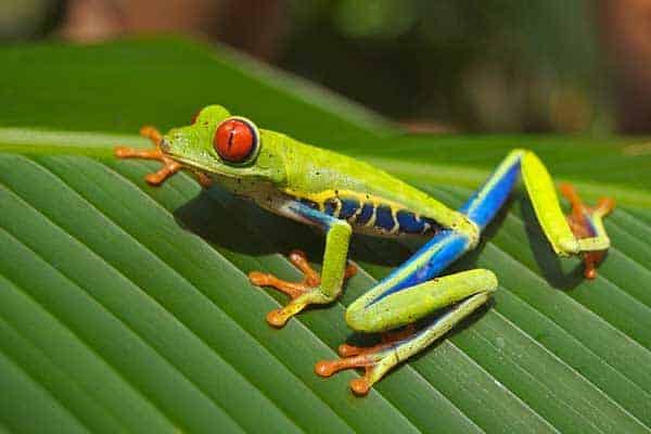 Red-eyed tree frog