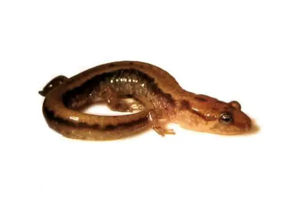 Alleghany mountain dusky salamander