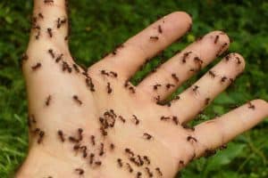 10 of the Most Painful Stinging Insects (Ranked)