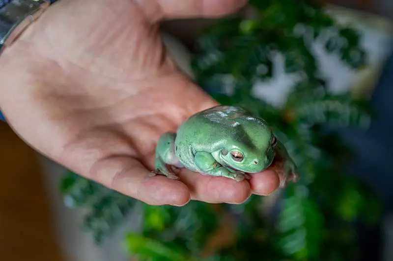 Australian green tree frog being held
