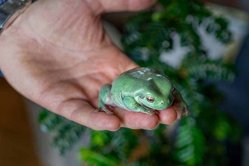 Australian green tree frog being held