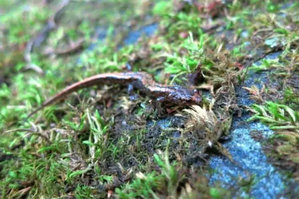 Blue ridge dusky salamander