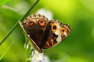 12 Butterflies in Illinois (Common Species with Pictures)