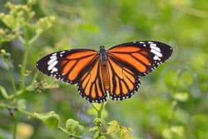 11 Common Butterflies in Ohio (With Pictures)