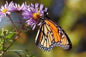 12 Interesting Facts About Monarch Butterflies & Caterpillars