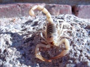 14 Scorpions in California (Info & Photos)