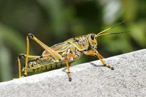 7 Common Grasshoppers in Florida (Pictures)