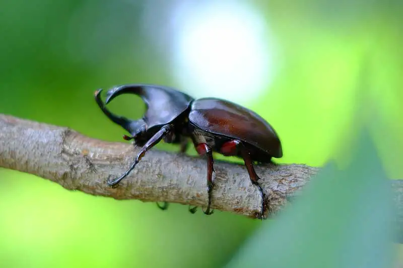 hercules beetle on a branch