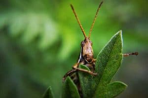 11 Different Grasshoppers in Texas (Pictures)