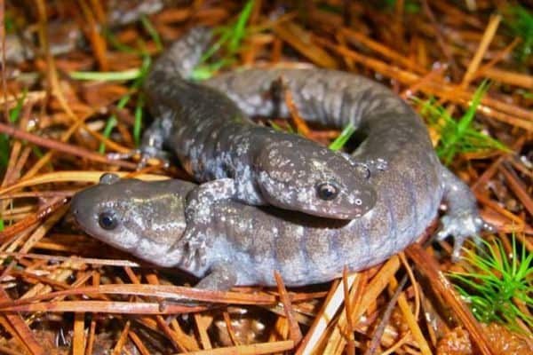 Mabee’s salamanders in moist land