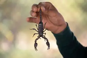 Are Scorpions Dangerous? (Facts & FAQs)