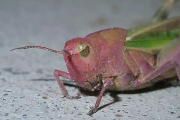 Northern green-striped grasshopper