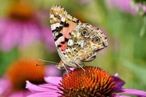12 Awesome Facts About Painted Lady Butterflies