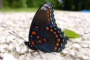 11 Most Common Butterflies in Georgia (With Pictures)